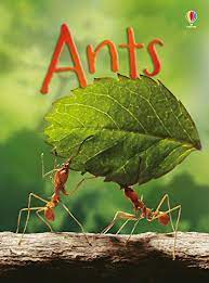 Ants